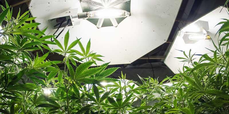 Professional Liability Insurance - Cannabis Insurance Company