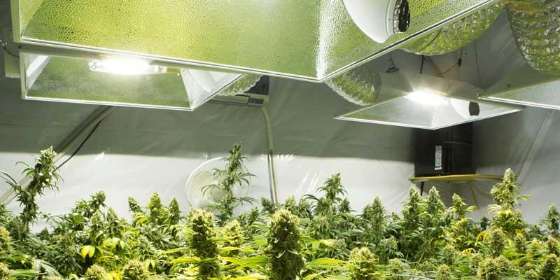  - Cannabis Insurance Company