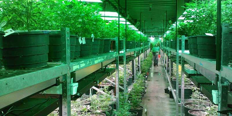 manufacturing insurance - Cannabis Insurance Company