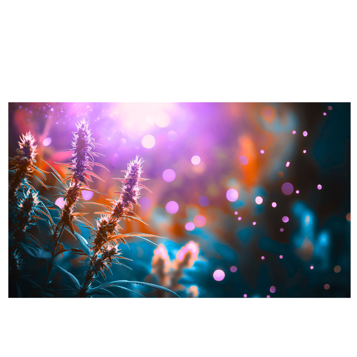  - Cannabis Insurance Company